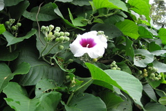 Ipomoea campanulata